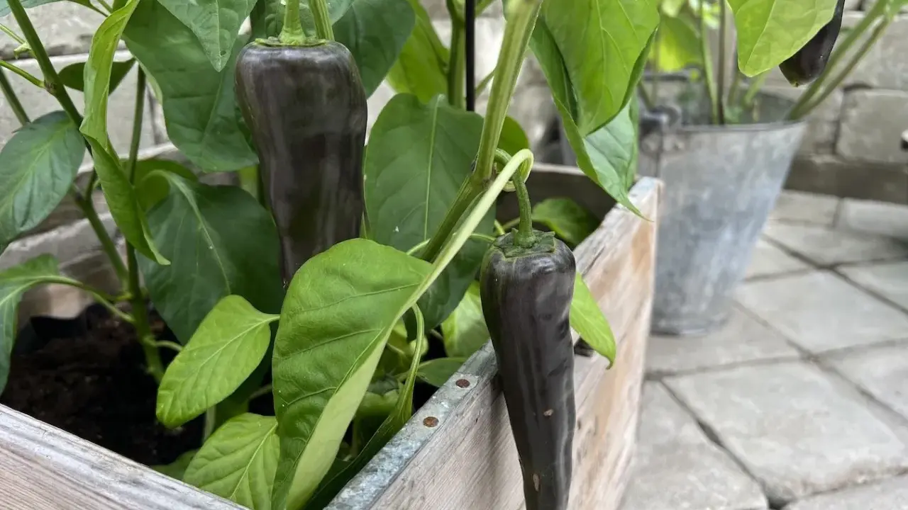 Mörka, avlånga paprikor hänger från en paprika planta i en träkruka.