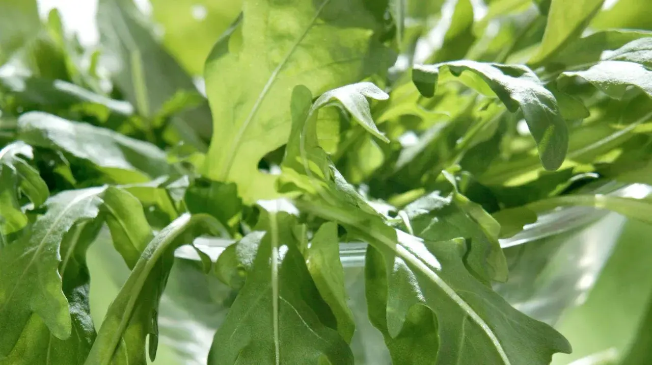 En närbild av färska, gröna blad som liknar pak choi, med solljus som lyser igenom.