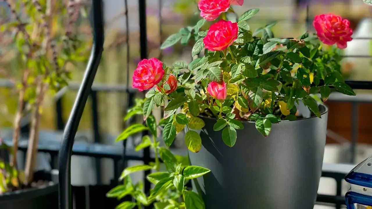 En vacker ros i kruka inomhus blommar med sina rosa kronblad. Gröna blad och en annan växt i bakgrunden.
