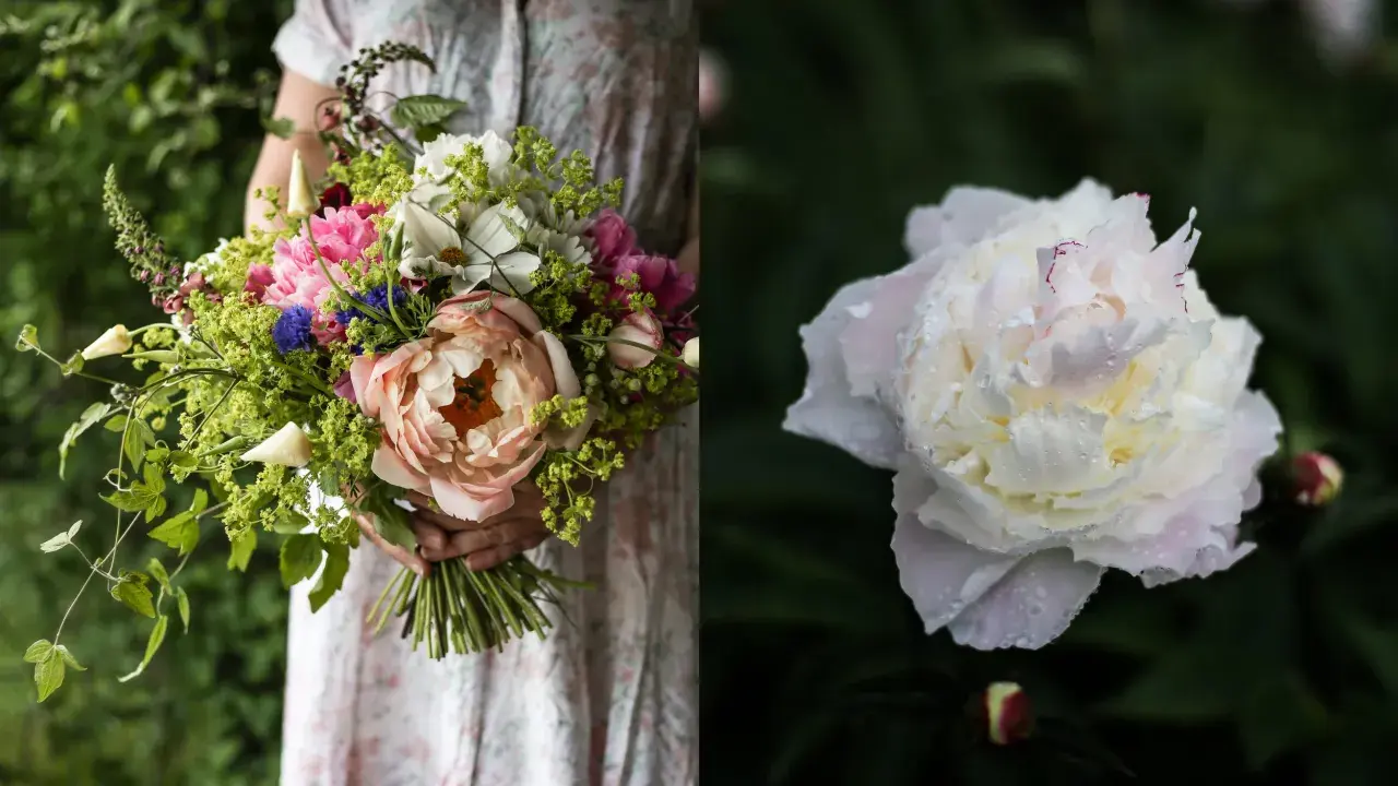 En person håller en bukett med blommor, inklusive en stor ljusrosa pion. Till höger syns en vit pion med vattendroppar, en vacker påminnelse om pioner blomningstid.