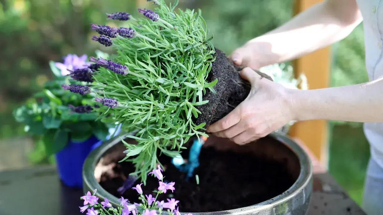 Händer planterar en doftande lavendel i kruka. Snart sprider sig den lila skönheten i trädgården.