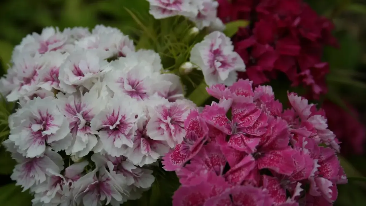 Vackra perenner som blommar hela sommaren i vitt, rosa och mörkt rött. En färgexplosion i trädgården.