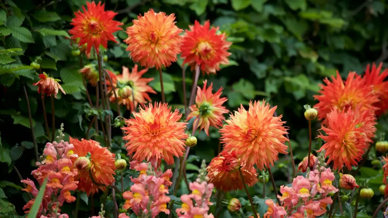 En grupp lysande orange dahlia bloom med mjuka rosa lejongap i förgrunden.