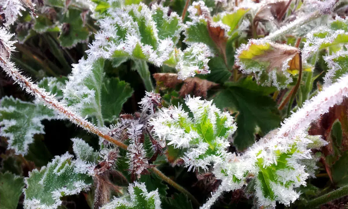 Frostiga blad och stjälkar, en vacker men kall morgon. Det ser ut som att dessa växter, kanske pelargoner, tål pelargoner frost.