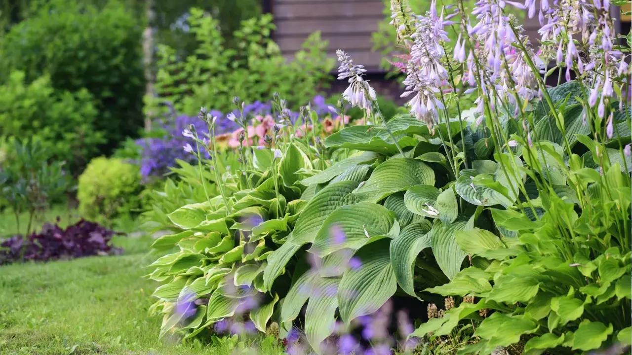 En lummig rabatt med tåliga perenner i olika nyanser av grönt och lila blommor. Hostan i förgrunden har stora, veckade blad.