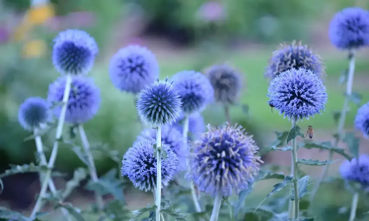Blå bolltistel blommar i en vacker samplantering. En bi surrar runt en av de runda blommorna.
