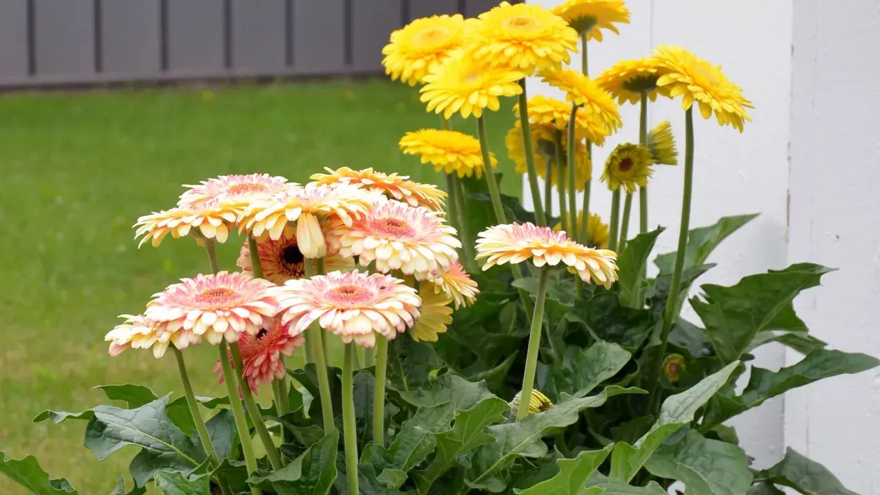 En bukett med rosa och gula gerbera blommor i full blom. Grönskande bladverk och en gräsmatta i bakgrunden.