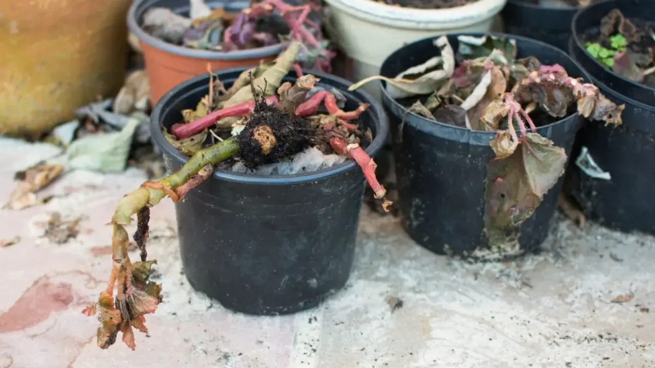 Torkade, döda växter i svarta krukor. En planta har en grön stam med rötter som hänger utanför krukan.