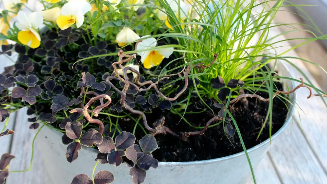 Vacker plantering med penséer, mörkt klöver och gräs att odla i kruka. En fin dekoration på altanen.