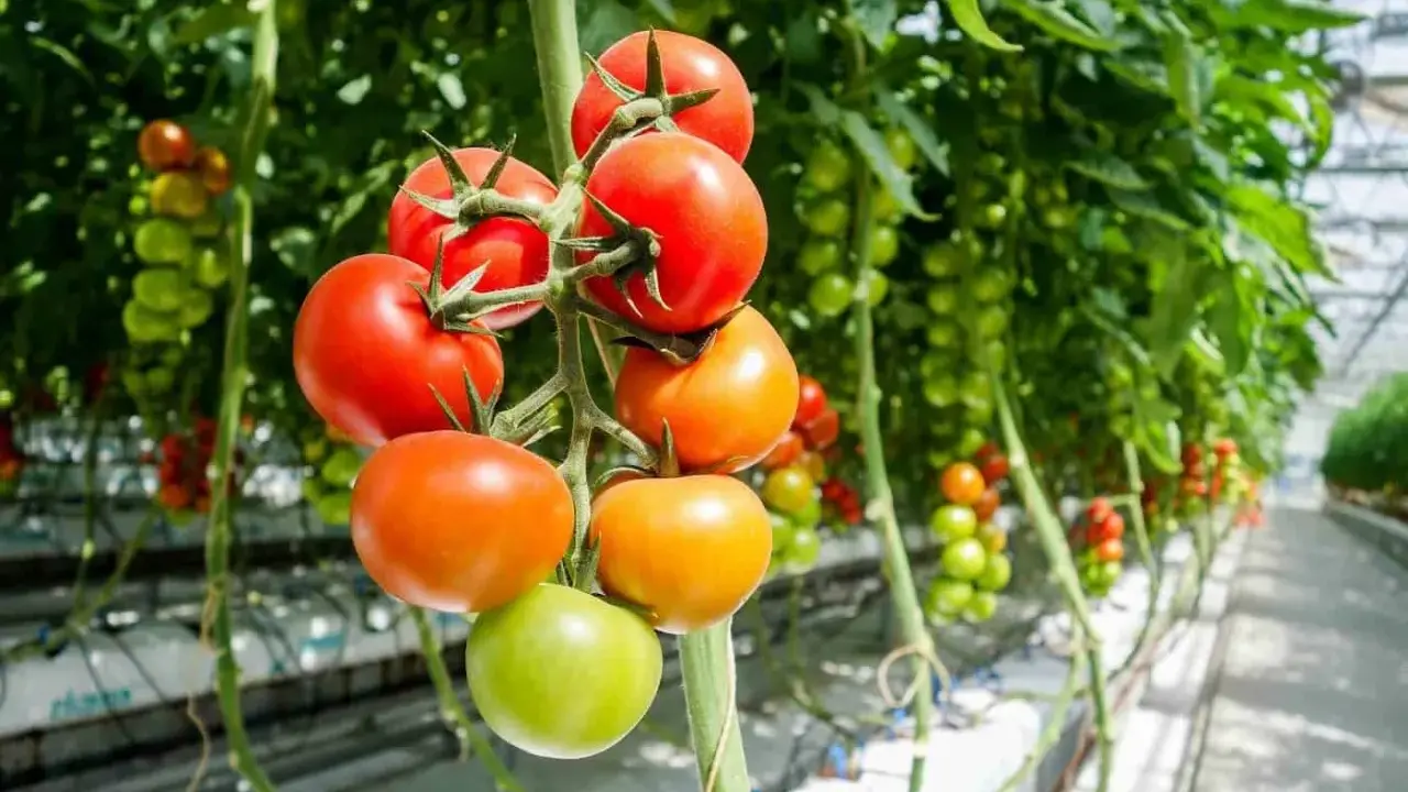 Tomatplantor i växthus, med mogna röda och orange tomater samt gröna omogna. Rätt avstånd mellan tomatplantor är viktigt för god skörd.