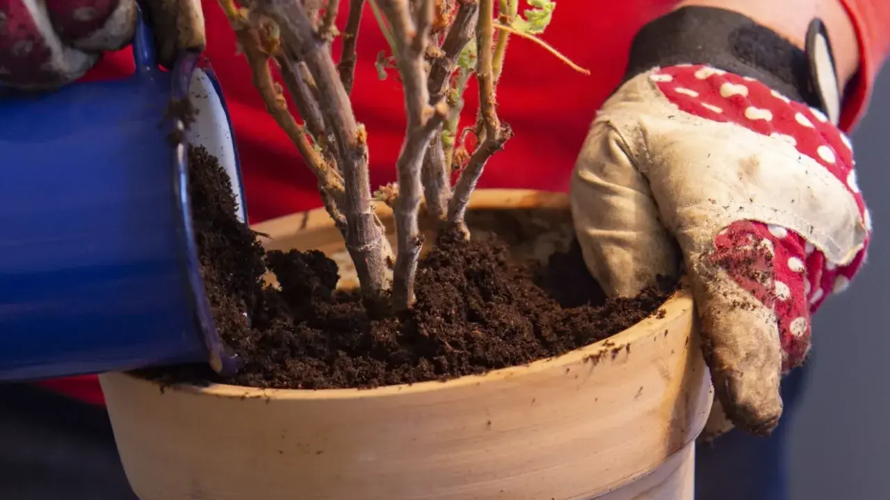 Händer med trädgårdshandskar planterar om pelargoner i en terrakottakruka med ny jord.