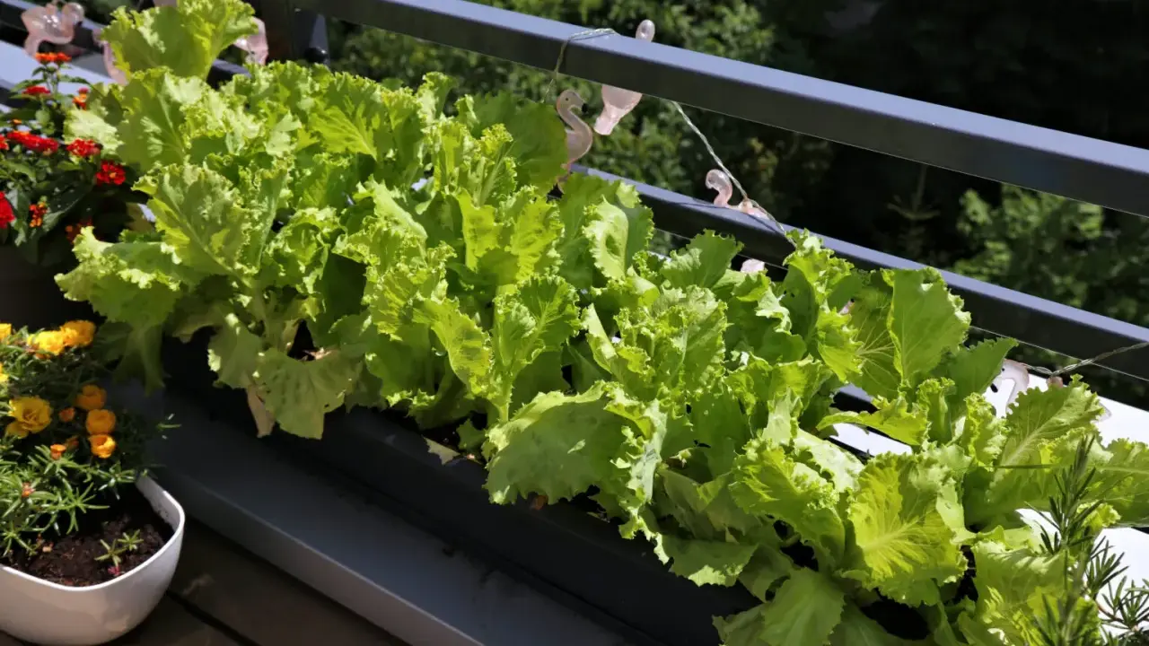 Fräsch sallad växer i en balkonglåda, perfekt för att odla sallad i kruka. Bredvid syns blommor i krukor.