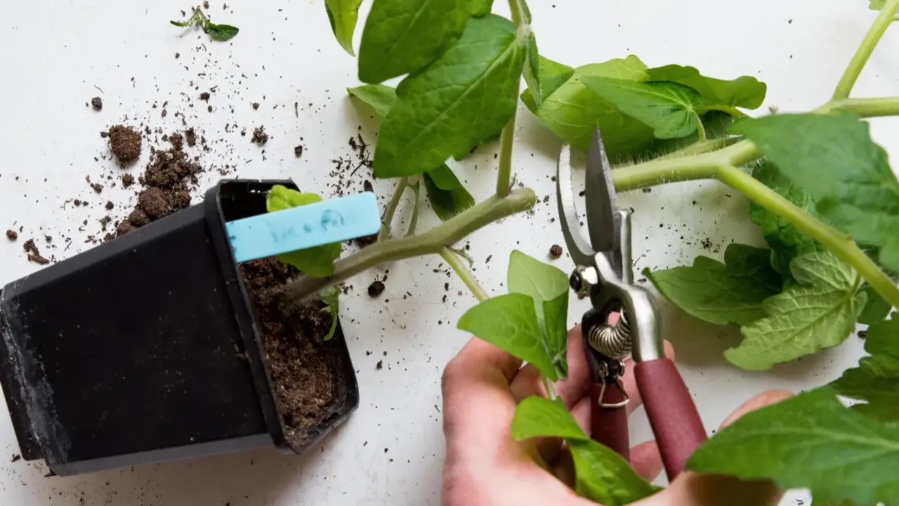 En hand beskär en tomatplanta med sekatör. En kruka med jord och en planta syns till vänster. Det finns några gula blad på tomatplantan.