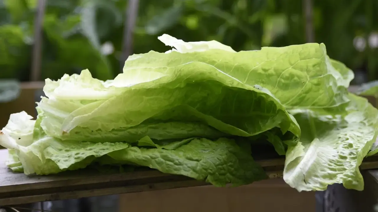 Färska blad av romansallad, nyskördade och redo att ätas. En påminnelse om att romansallad odla är enkelt och givande.