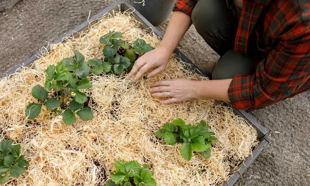 Händer som arbetar med att rensa jordgubbsland och lägga halm runt plantorna.