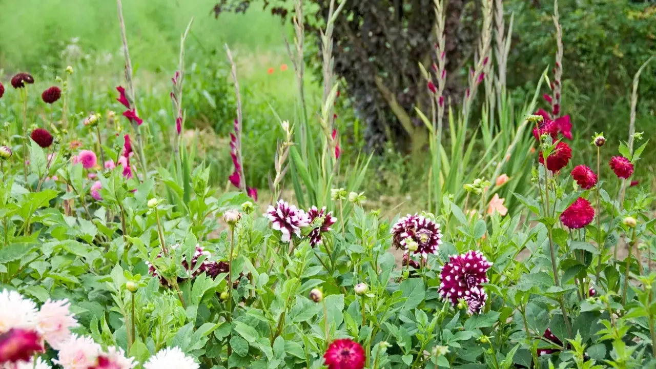 En blomstrande rabatt med dahlior och gladiolus. En vacker mieczyk ogrodowy i full blom.