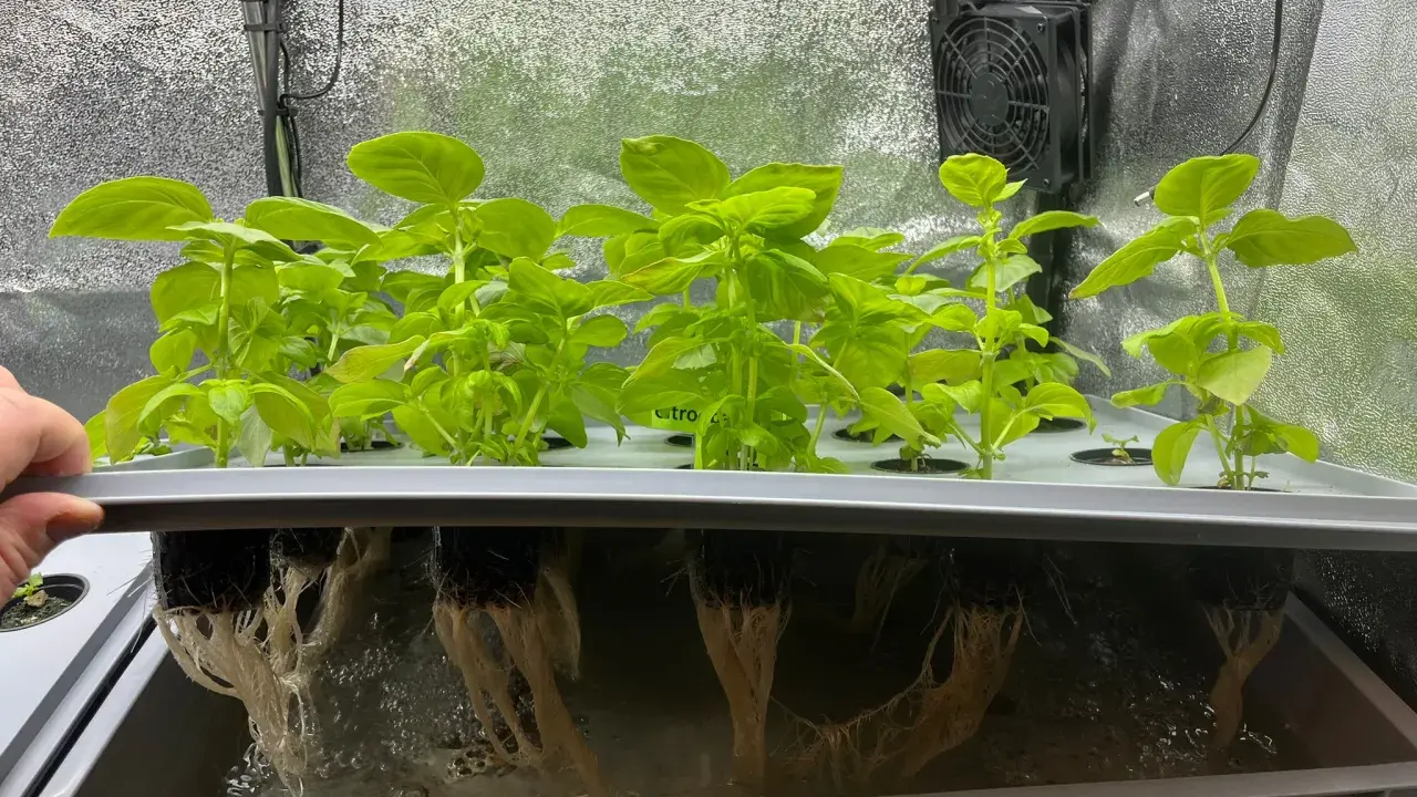 Gröna basilika plantor växer i ett hydroponiskt system. Rötterna hänger ner i näringslösningen under en ljusramp.