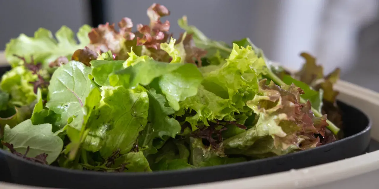 En skål med olika sallad sorter, med gröna och rödaktiga blad.