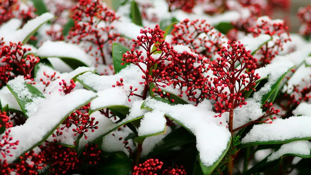 Röda bär på skimmia täckta av snö. Vackert trots skimmia minusgrader.