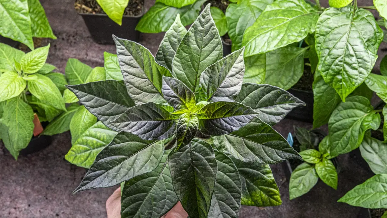 En hand håller en mörk chiliplanta redo att plantera om. Flera andra plantor syns i bakgrunden.