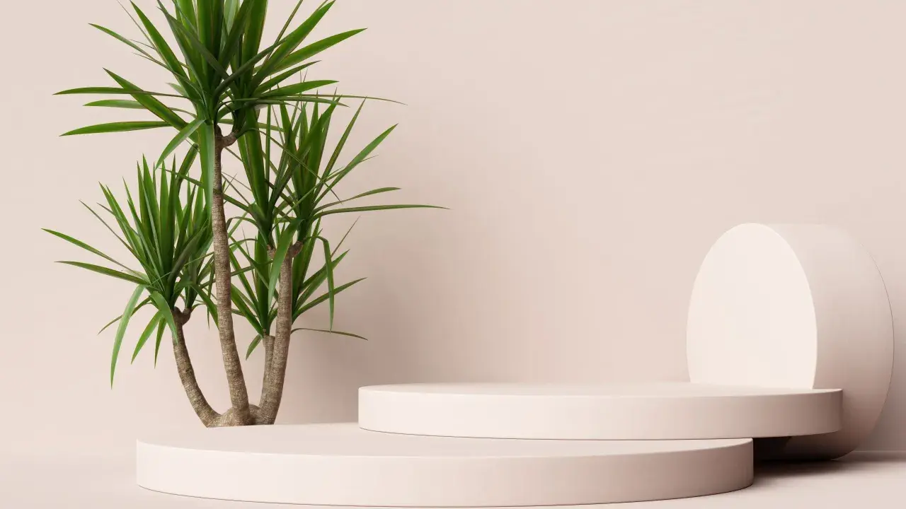 En grön palm i kruka utomhus, placerad bredvid två runda, ljusrosa podium.