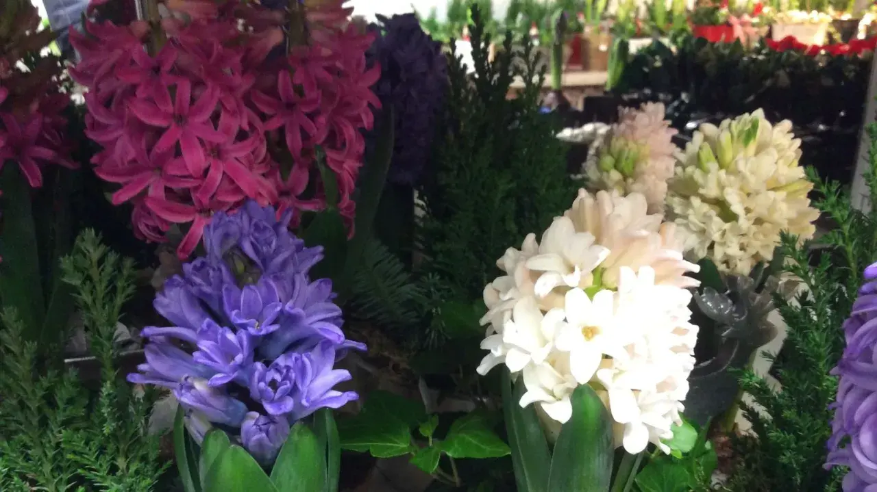 Vackra hyacinter i lila, rosa och vita nyanser, perfekta för julstämning.