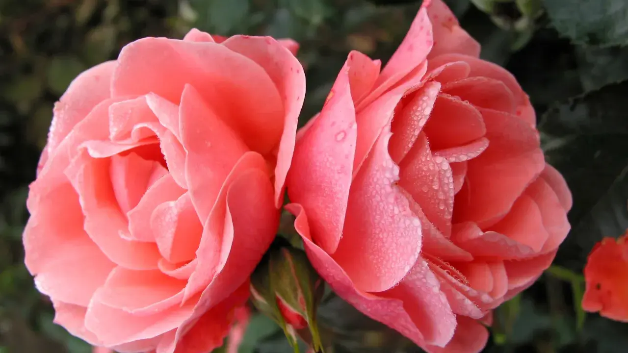 Två rosa rosor med daggdroppar på kronbladen. En knopp anas. Remonterande rosor i morgonsolen.