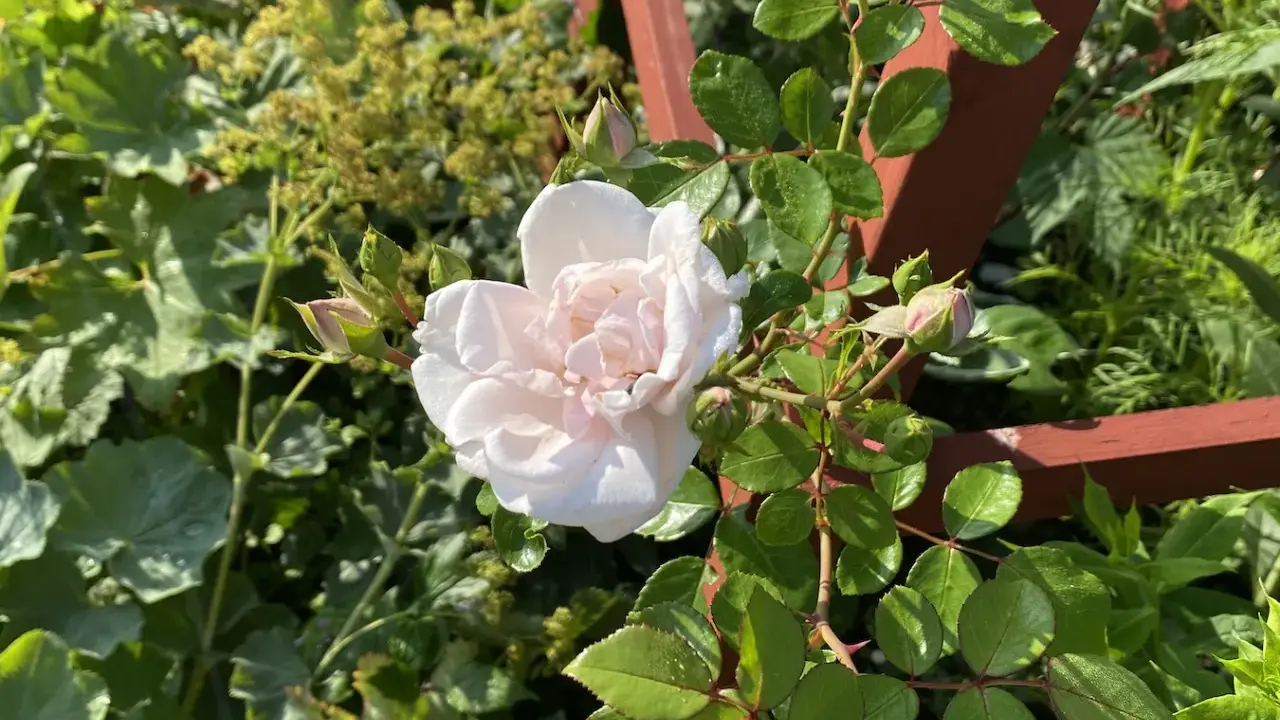 En ljusrosa ros i kruka blommar vackert bland gröna blad och knoppar. En träspaljé skymtar i bakgrunden.
