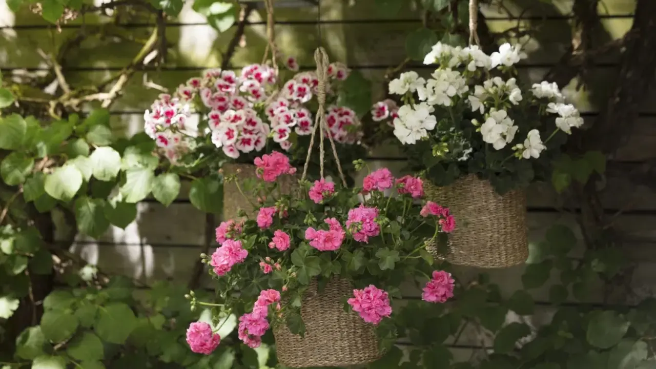 Hängande korgar med blomstrande pelargoner utomhus. Rosa och vitblommande pelargoner skapar en färgklick mot en trävägg.