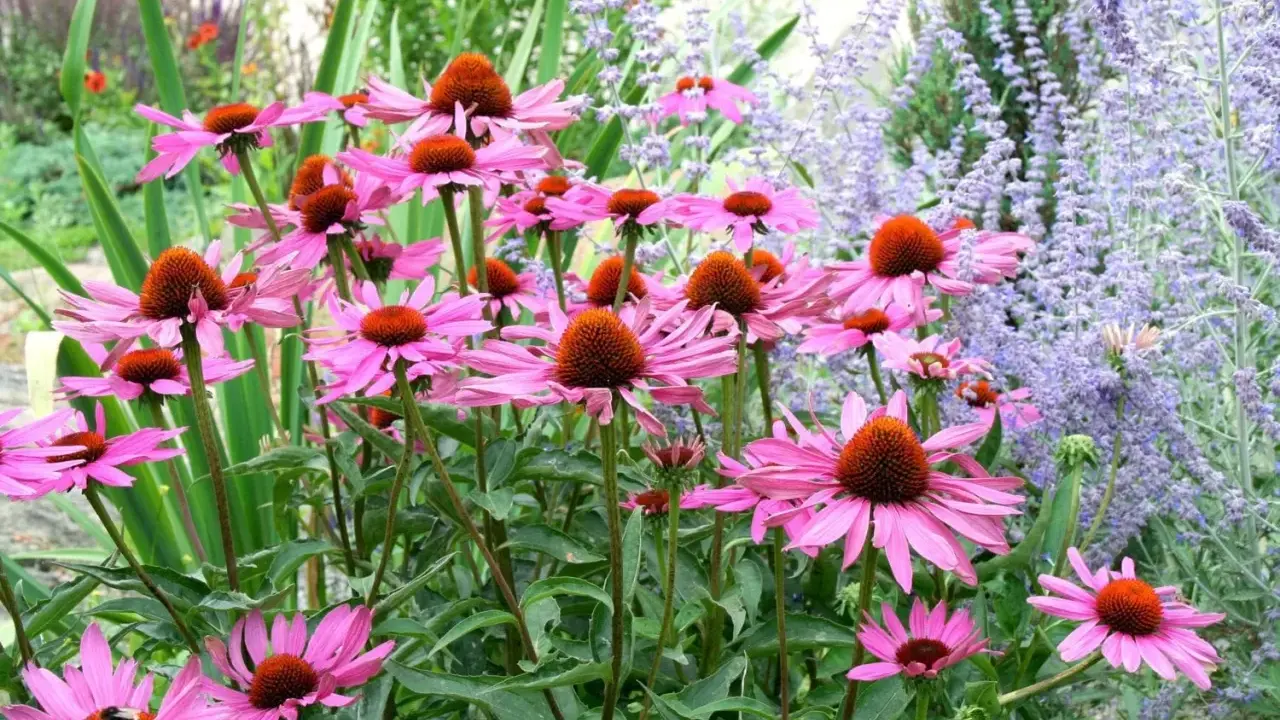 En grupp rosa solhatt blommor med orange mitt. Bakom syns lila blommor och gröna blad.