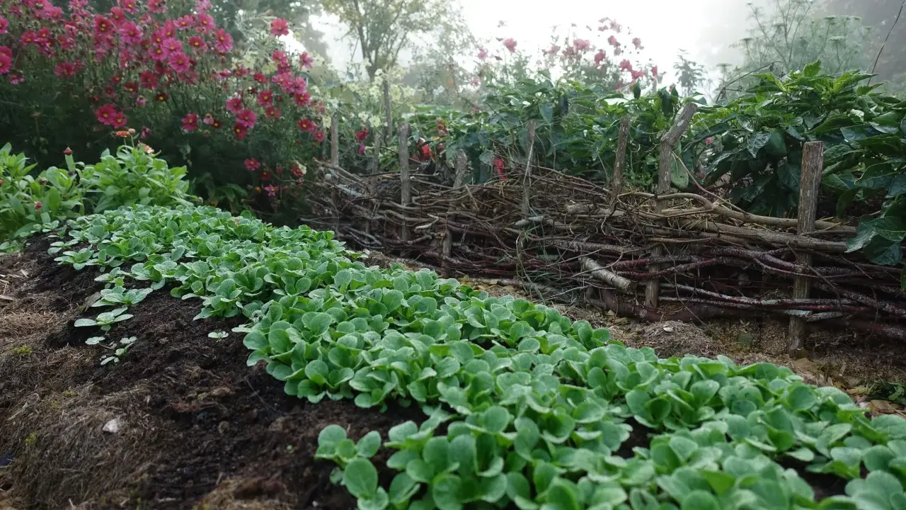 Rad med små plantor, perfekt för en vintersallad att odla. Bakom syns en flätad grenstaket och rosa blommor.