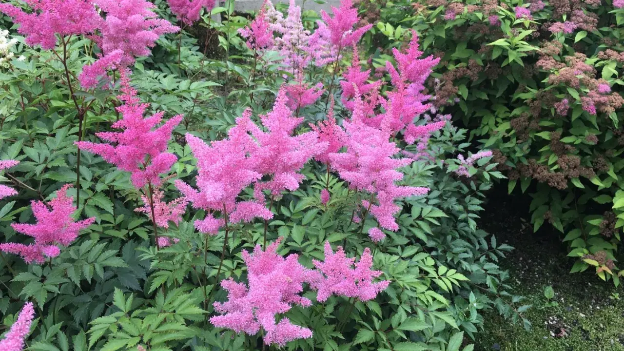 Flerfaldiga, fluffiga rosa astilbe i kruka blommar frodigt bland gröna blad.