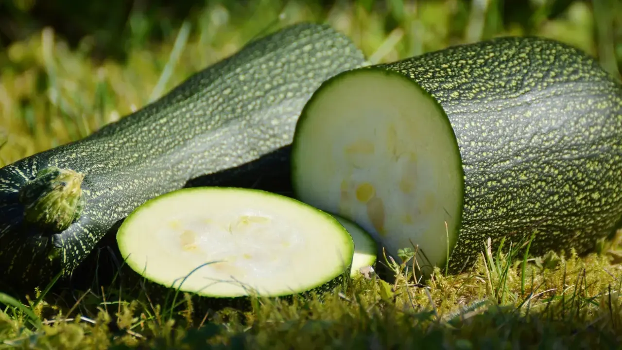 En hel och en halv zucchini i kruka, med skivor på gräset.