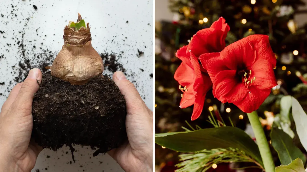 Händer planterar en amaryllis. Bredvid syns en vacker röd amaryllisblomma med julbelysning i bakgrunden.