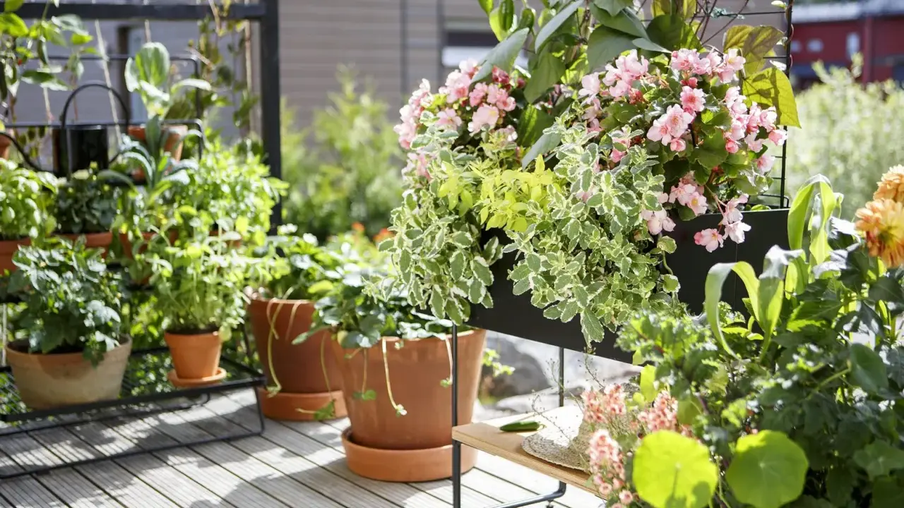 En lummig balkong med många krukor och hängande blommor. Rosa begoniablommor och gröna bladverk skapar en vacker oas.