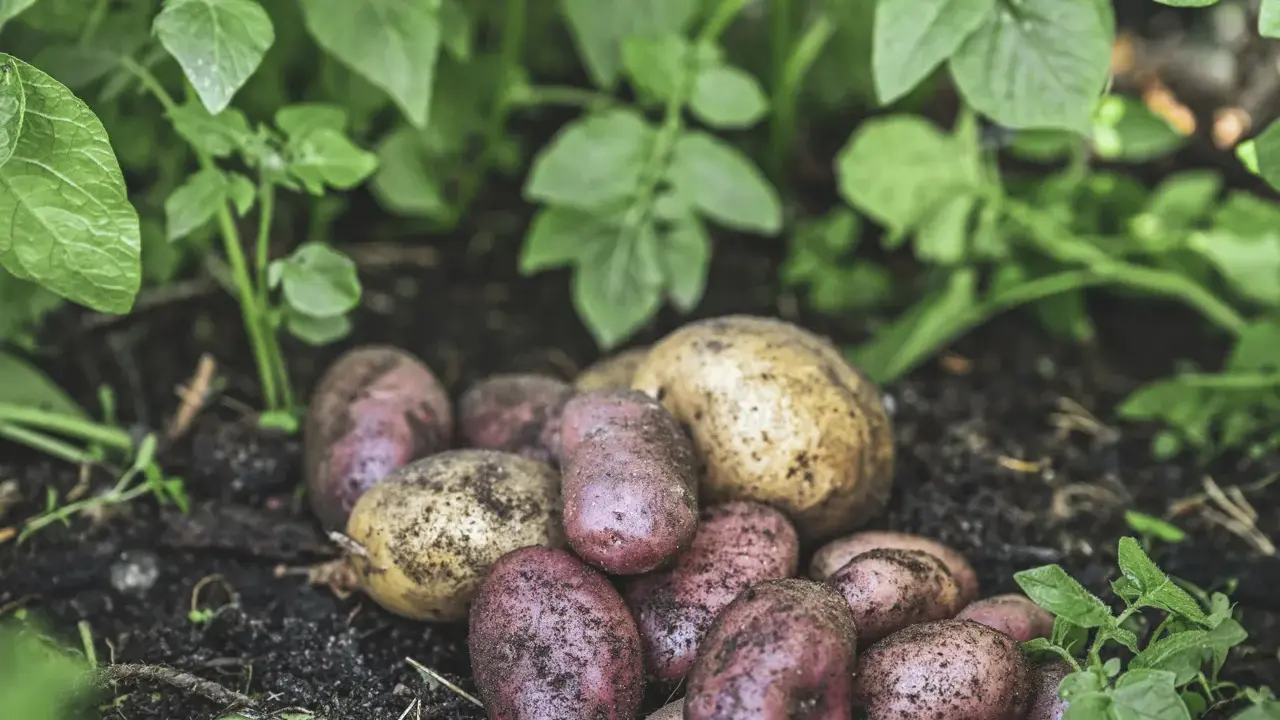 Nyskördade potatisar, både röda och gula, ligger i jorden bland gröna blad. En härlig kupa potatis redo att tillagas.