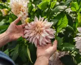 Händer som varsamt smeker en stor, ljusrosa dahliaplanta. Blomman är i full blom med många kronblad.