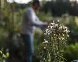 En person arbetar i trädgården nära en taro-växt med fluffiga blommor.