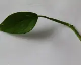 En grön gullranka stickling med ett blad ligger på ett vitt underlag.