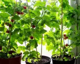 Tomatplantor i hinkar växer frodigt vid ett fönster. Röda och gröna tomater hänger från grenarna, redo att skördas. En härlig syn för den som vill odla tomater i hink.