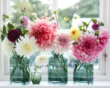 Vaser med blommor i olika färger, som vita, rosa och lila dahlior. En påminnelse om att plantera dahlia för en vacker sommar.