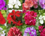 En mosaik av vackra pelargoner i olika färger och sorter: lila, vita, rosa, röda och cerisa blommor.