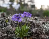 Två lila primula frost blommor med gula mittar reser sig ur marken bland torra löv och grågröna blad.