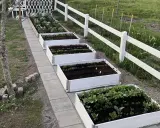 Härlig inspiration för att odla i pallkrage! Flera vita pallkragar med grönsaker och plantor längs en stenlagd gång.