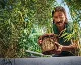 Man håller en **bambu i kruka** med välutvecklade rötter. Grönskande bambublad omger honom.