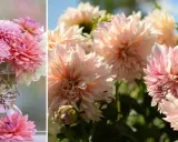 En bukett med rosa och vita dahlia snittblommor i en glasvas. En ensam dahlia ligger framför vasen.