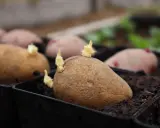Potatisar i svarta krukor med små skott som visar att de börjar grodda. Snart är det dags att plantera dem i jorden.