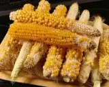 En hög med majskolvar, redo att plantera popcorn. De gyllene kornen lyser på de torkade kolvarna.