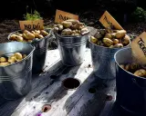 Fem hinkar med nyskördade potatis står uppradade. Skyltar anger olika odlingsmetoder, som "No Dig" och "Täckodling", vilket visar på ett intressant avstånd mellan metoderna och resultatet.