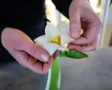 Händer arrangerar en vit tulpan med gul mitt. Trots att det är kallt ute, tål tulpaner kyla och blommar vackert.